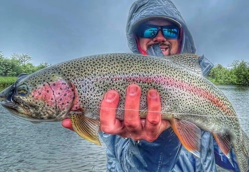 Rainbow Trout fishing in Alaska