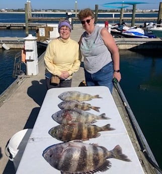 Sheepshead Fishing in Orange Beach, Alabama