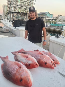 Red Snapper fishing in Orange Beach, Alabama