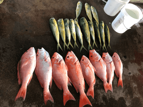 Mahi Mahi / Dorado, Red Snapper fishing in Galveston, Texas