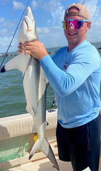 Blacktip Shark fishing in Galveston, Texas