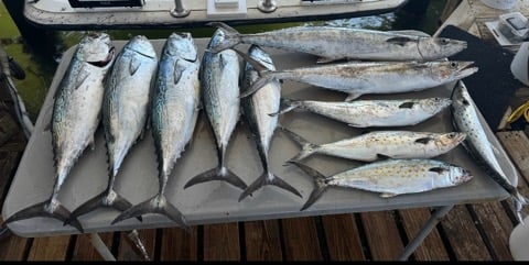 False Albacore, Spanish Mackerel Fishing in Destin, Florida