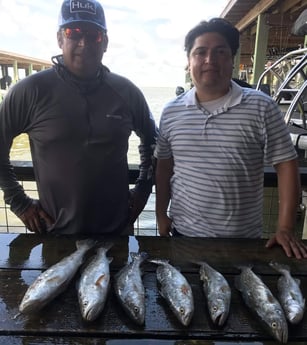 Speckled Trout / Spotted Seatrout fishing in Galveston, Texas