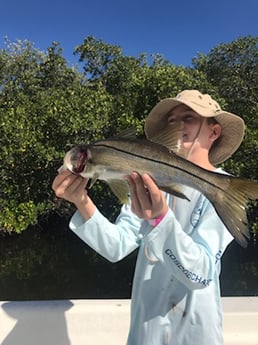 Snook Fishing in St. Petersburg, Florida