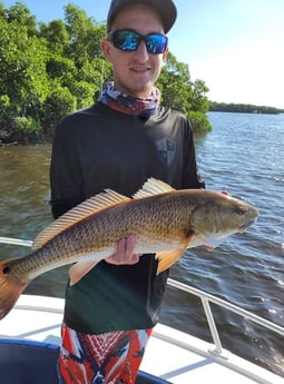 Redfish fishing in St. Petersburg, Florida