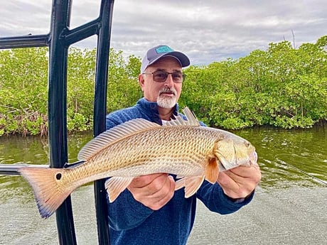 Redfish Fishing in Sarasota, Florida