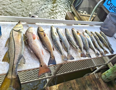 Redfish, Speckled Trout Fishing in Crystal River, Florida