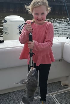 Black Drum Fishing in Galveston, Texas