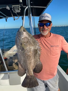 Tripletail fishing in St. Petersburg, Florida