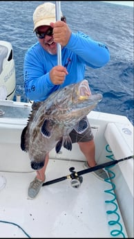 Black Grouper fishing in Marathon, Florida