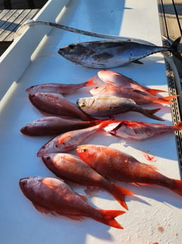 Blackfin Tuna, Vermillion Snapper fishing in Orange Beach, Alabama