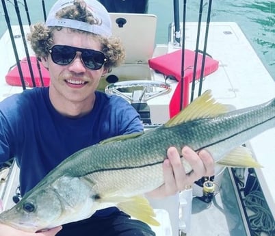 Snook Fishing in Sarasota, Florida