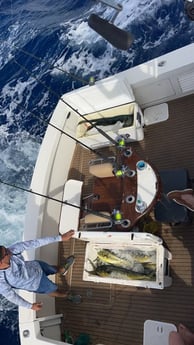 Mahi Mahi Fishing in San Juan, Puerto Rico