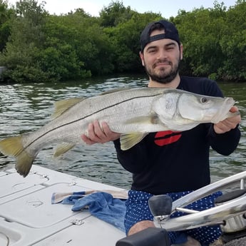 Snook Fishing in Clearwater, Florida