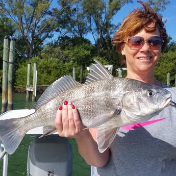 Black Drum fishing in Clearwater, Florida