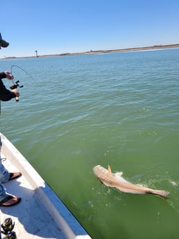 Redfish fishing in Port O&#039;Connor, Texas