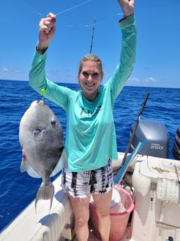 Goliath Grouper fishing in Clearwater, Florida