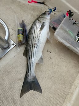 Fishing in Pottsboro, Texas