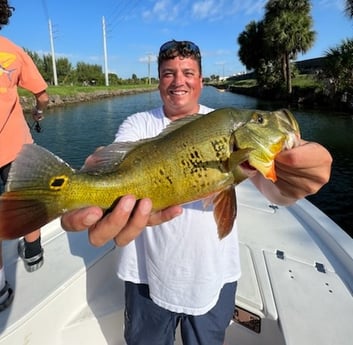 Peacock Bass fishing in Marathon, Florida