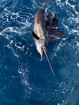 Sailfish Fishing in Key West, Florida