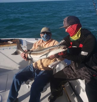 Cobia fishing in Key West, Florida