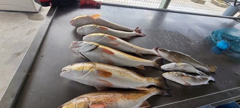 Redfish, Speckled Trout / Spotted Seatrout fishing in Galveston, Texas