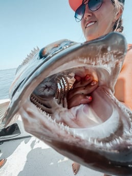 Gag Grouper fishing in Holmes Beach, Florida