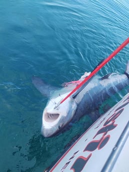 Thresher Shark Fishing in Freeport, New York, USA