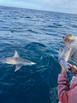 Bull Shark Fishing in Destin, Florida