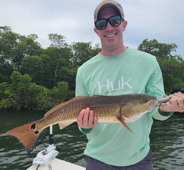 Speckled Trout / Spotted Seatrout fishing in Sarasota, Florida