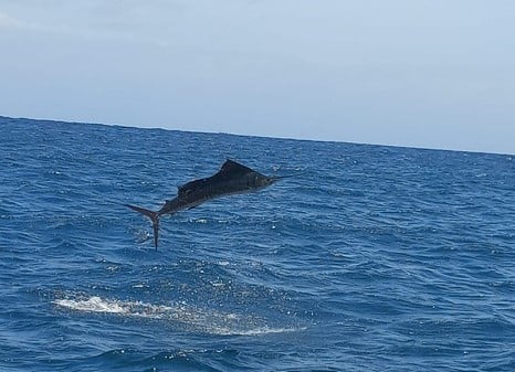 Sailfish fishing in Costa Rica, Mexico