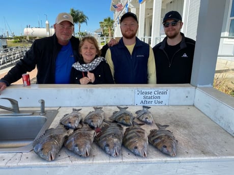 Sheepshead fishing in Galveston, Texas