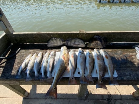 Redfish, Sheepshead, Speckled Trout / Spotted Seatrout fishing in Galveston, Texas