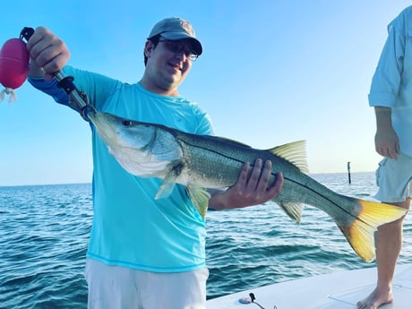 Snook Fishing in Sarasota, Florida