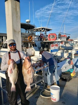 Cobia fishing in Naples, Florida