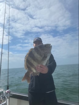 Sheepshead fishing in Galveston, Texas