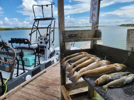 Redfish, Speckled Trout / Spotted Seatrout Fishing in Rio Hondo, Texas