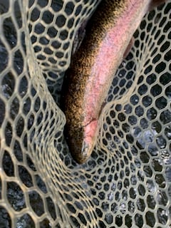 Rainbow Trout Fishing in Broken Bow, Oklahoma