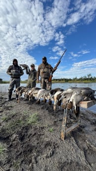 Dove, Gadwall, Northern Pintail, Quail Fishing in Harlingen, Texas