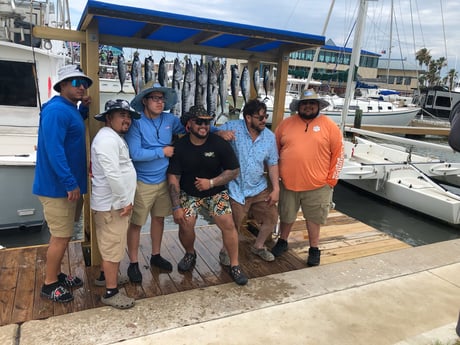 Barracuda, False Albacore Fishing in South Padre Island, Texas