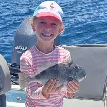 Triggerfish fishing in Panama City, Florida