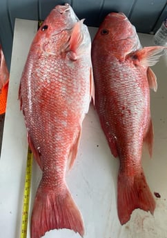 Red Snapper fishing in Galveston, Texas