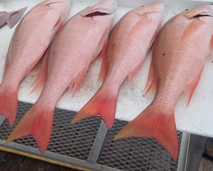 Mutton Snapper Fishing in Key Largo, Florida