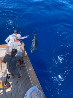 Sailfish Fishing in Marathon, Florida