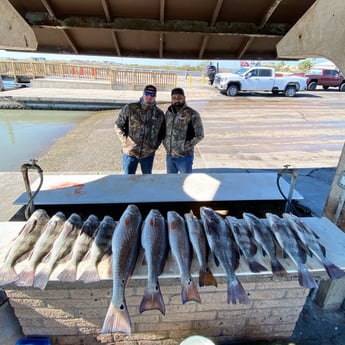 Black Drum, Redfish fishing in Rockport, Texas