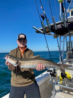 Cobia fishing in Sarasota, Florida