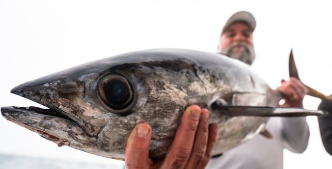 Blackfin Tuna fishing in Galveston, Texas