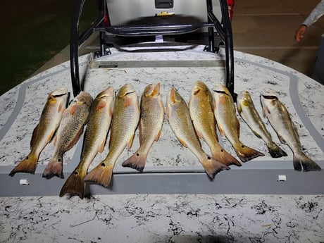 Redfish, Speckled Trout / Spotted Seatrout Fishing in Rio Hondo, Texas