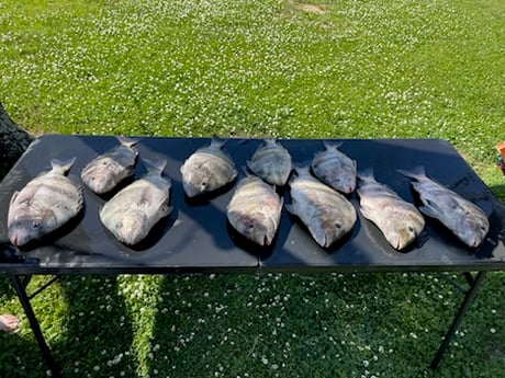 Sheepshead Fishing in Gulf Shores, Alabama