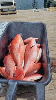 Red Snapper Fishing in Orange Beach, Alabama